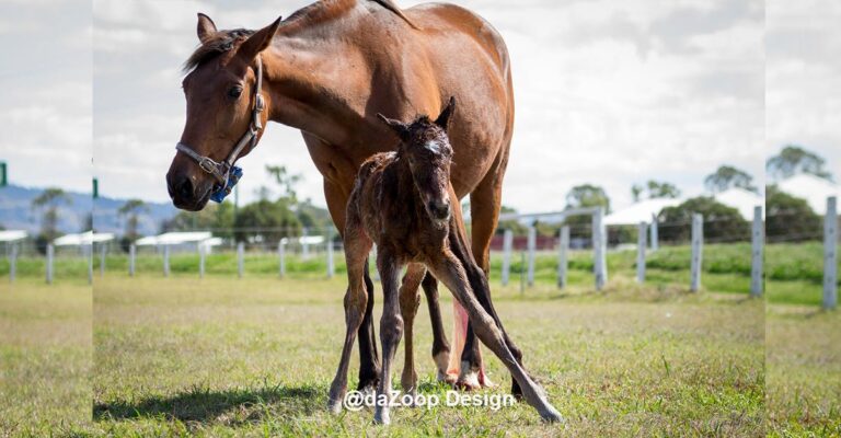 The Impact of Birth Trauma on Horse Welfare and Performance