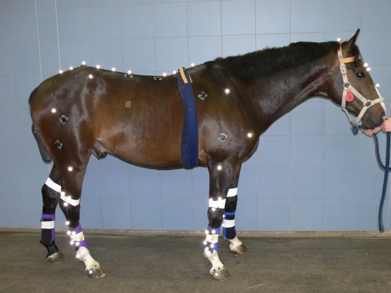 Technology Solutions for Assessing Lameness Under Study