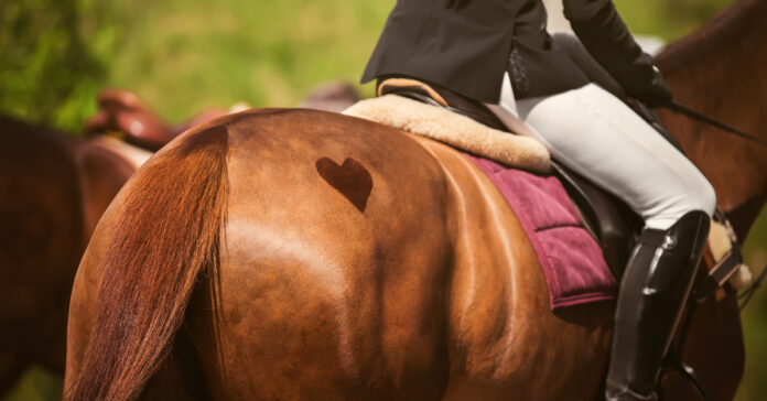 sustainable ethical horse sports an ethical framework to help horse sports assess issues affecting their social licence to operate