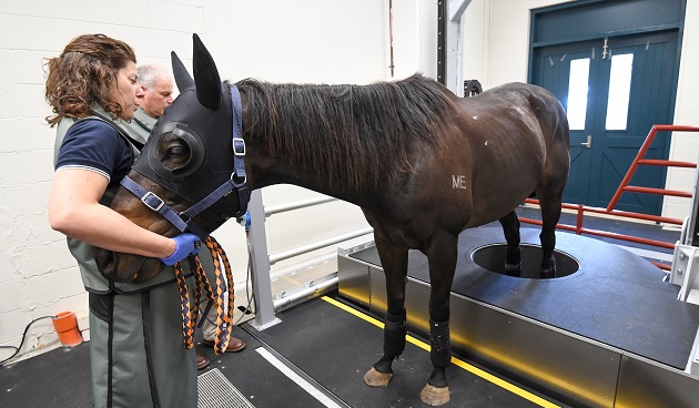 Racing Victoria’s ‘Medicare for Thoroughbreds’ Aims to Minimise Injury Risk