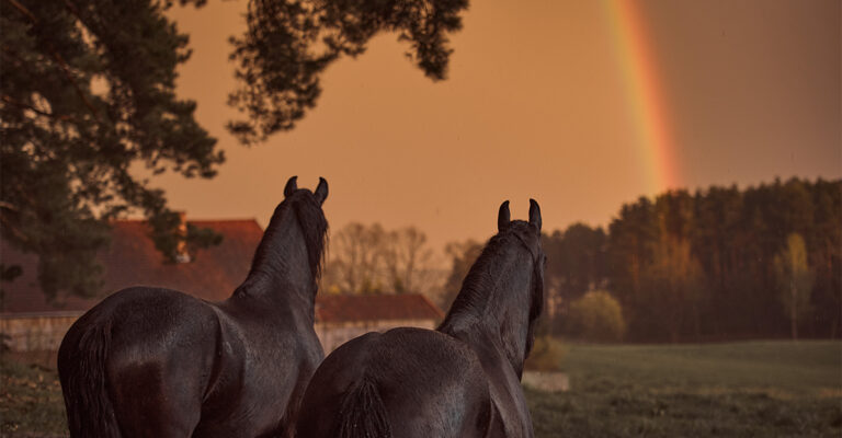 Will You Know When It’s Time? Horse Euthanasia, the Hardest Decision by Far