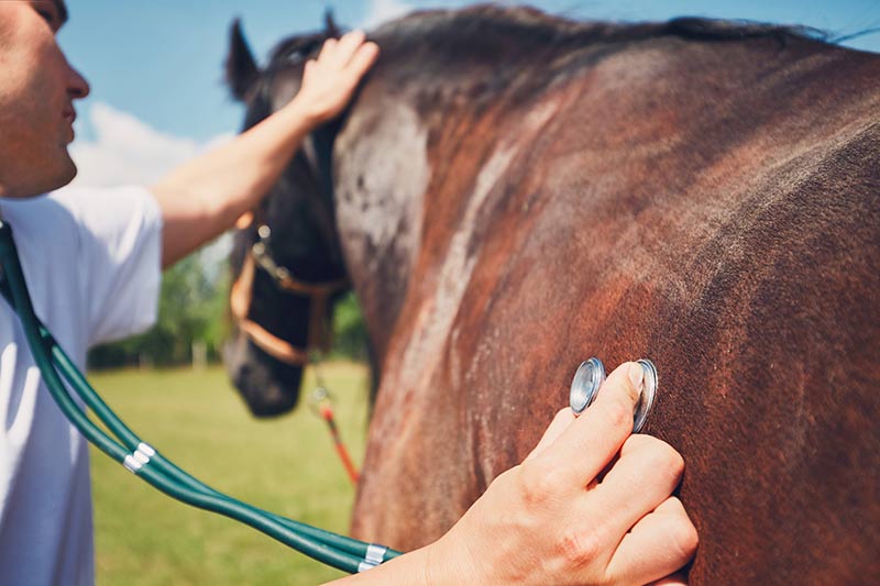 A veterinarian checking the gut sounds of a horse with colic