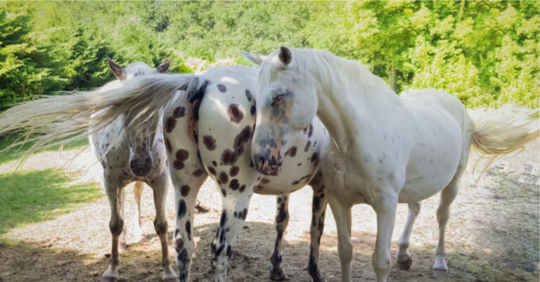 A Fly Went By… The Cutaneus Muscle Reflex in Horses