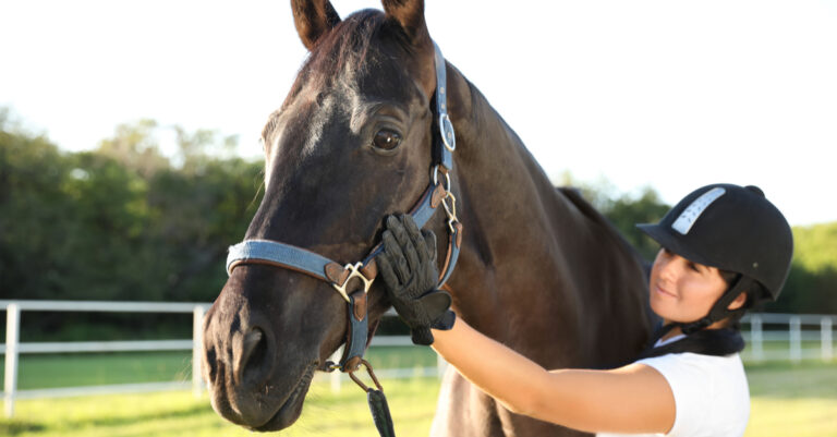Knowledge Certificate for all Horse Owners will be Required by Law in France