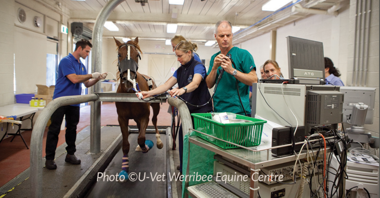 The Role of Veterinary Specialists and Referral Equine Hospitals