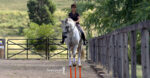 The shoulder-in is more than just dressage gymnastics