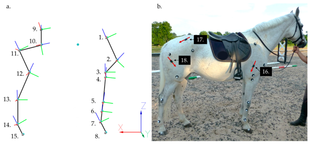 Image of the placement of anatomical markers and sensors placement for the analysis of jumping biomechanics