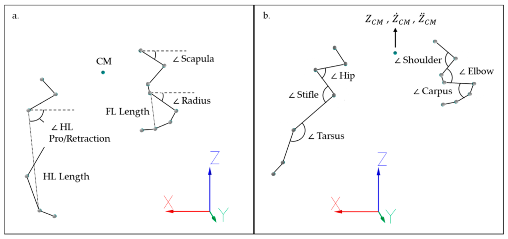 Image of the placement of anatomical markers and sensors placement for the analysis of jumping biomechanics