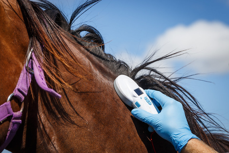 Microhips to replace freeze branding of Standardbreds in Australia