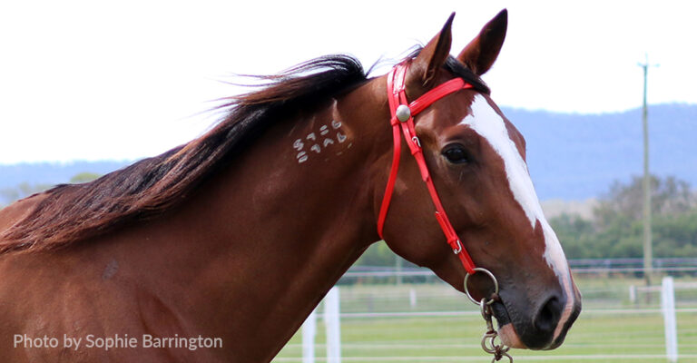 Standardbred Freeze Branding System Discontinued