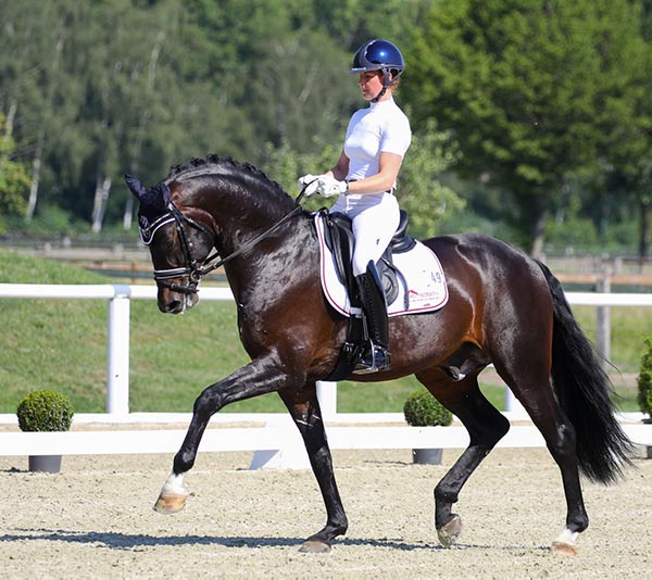 The Gut Schönweide stallions all get a free workout in the paddock before riding, which makes them more relaxed and balanced under saddle too. Photo courtesy of Gut Schönweide.