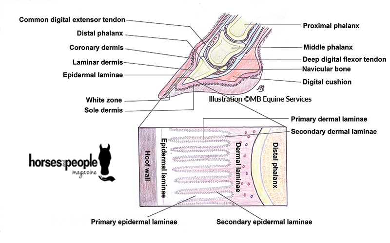 The internal structures of the equine hoof