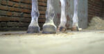 no hoof no horse