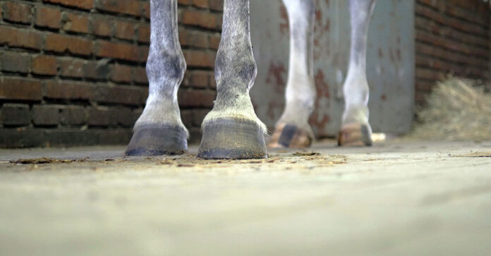 Hooves no hoof no horse