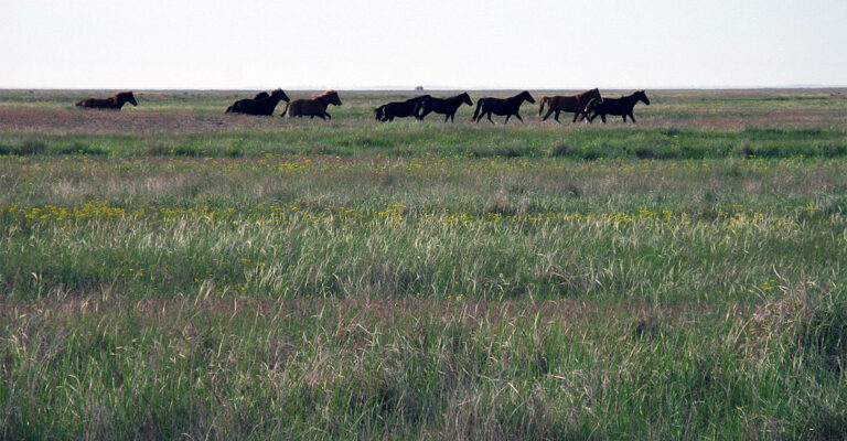 Earliest Horse Domestication Clues Point to the Caspian Steppe