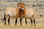 Two Przewalskii horses