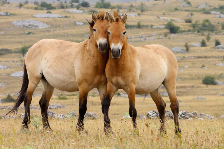 The Mysterious Origins of Domestic Horses