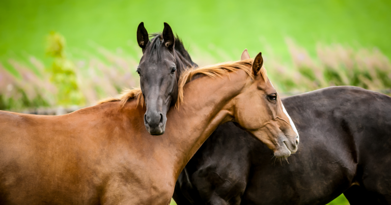 Open the Gates to Good Horse Welfare