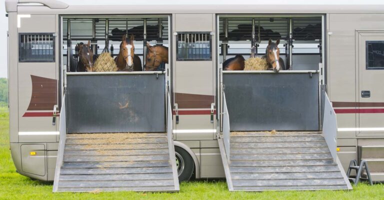 How to get more out of your next horse transport purchase