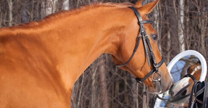 Mirror horse