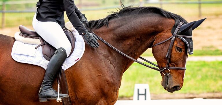 Perceptions of Sport Horse Welfare Issues: New Study