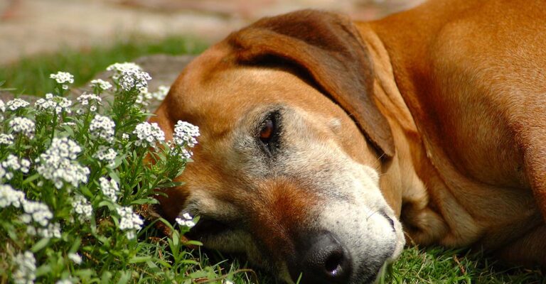 When is it ethical to euthanize your pet? When is it ethical to euthanize your pet?