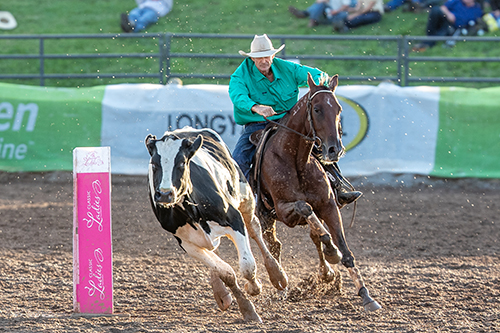 OTT Standardbred during campdraft