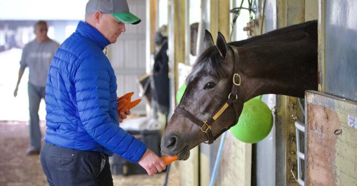 dreamstime_G.Zilberman_146736441_ racehorse welfare
