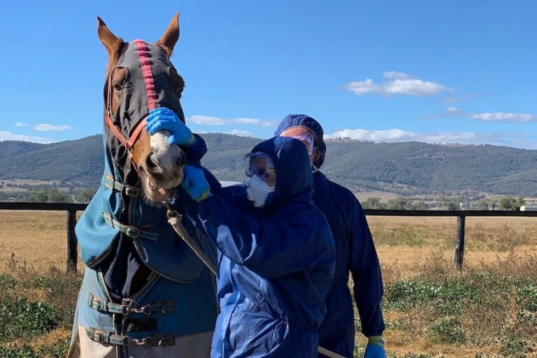Hendra Vaccine Effective Against New Variant