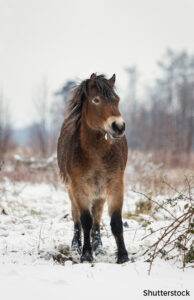 An exmoor pony in the snow