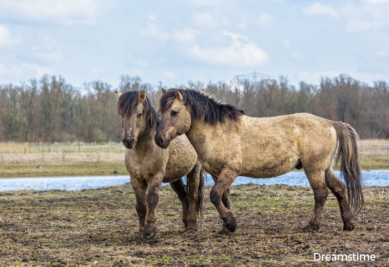Two Konik free-ranging horses