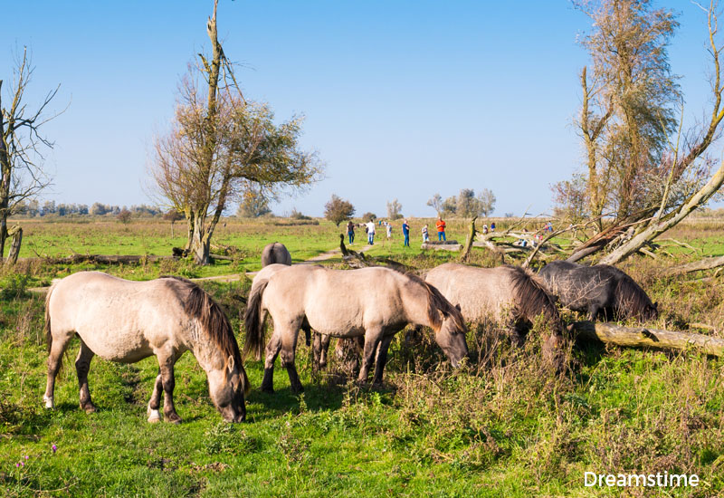 Tourists in the distance looking at a reworded Konik herd of horses