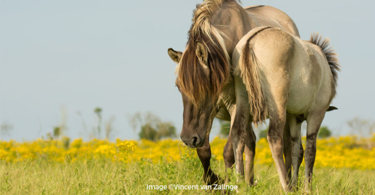 Rewilding Horses is no Easy Enterprise