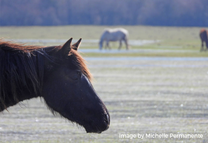 A Pentro horse grazes on a wetland