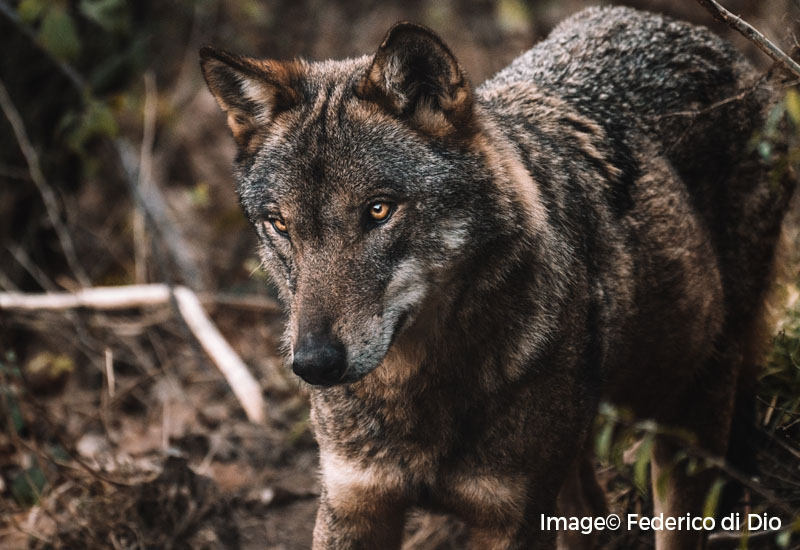 Wolves are the natural predators of feral horses in Europe